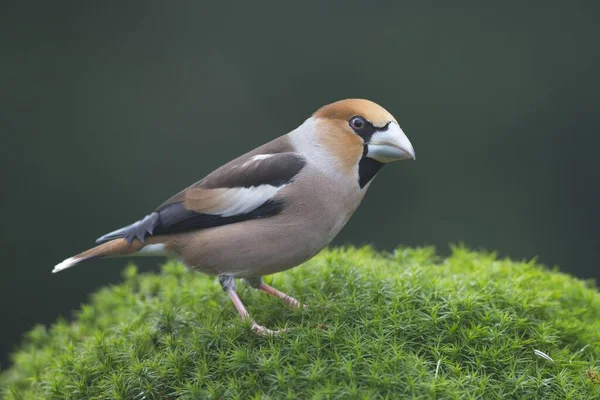 Hawfinch Coccothraustes Coccothraustes Laki Laki Emsland Saxony Bawah Jerman Eropa — Stok Foto