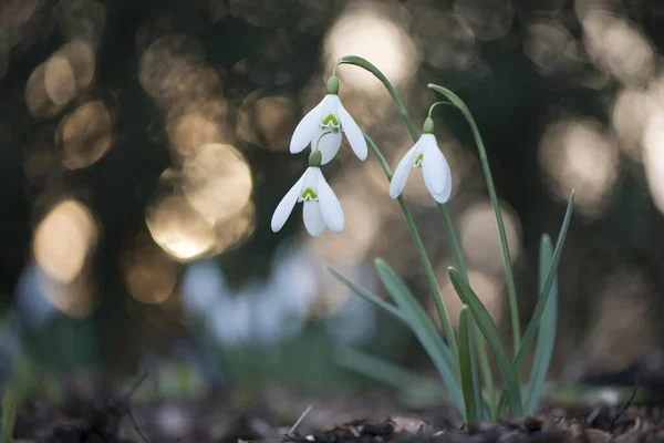 Caída Nieve Galanthus Nivalis Emsland Baja Sajonia Alemania Europa — Foto de Stock