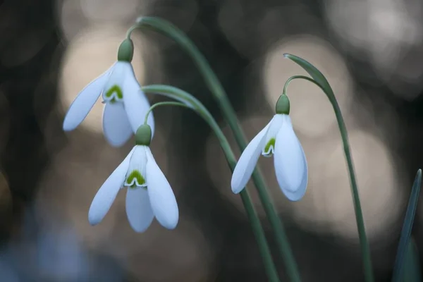 Caída Nieve Galanthus Nivalis Emsland Baja Sajonia Alemania Europa — Foto de Stock