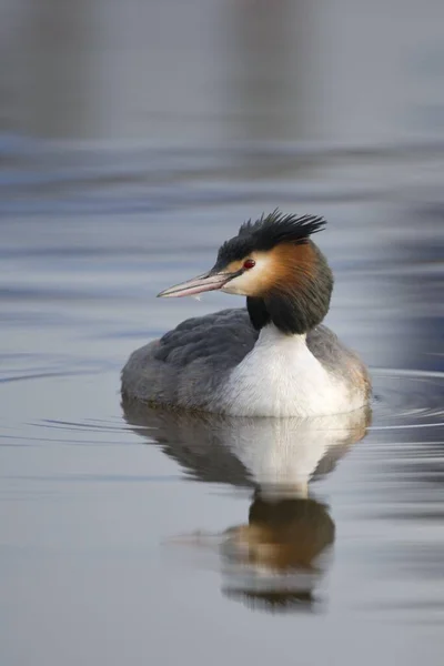 Great Crested Grebe Podiceps Cristatus Emsland Baixa Saxônia Alemanha Europa — Fotografia de Stock