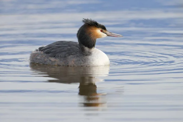 Grebe Wielki Podiceps Cristatus Emsland Dolna Saksonia Niemcy Europa — Zdjęcie stockowe