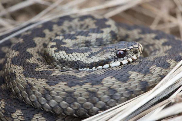 Víbora Europeia Comum Vipera Berus Emsland Baixa Saxónia Alemanha Europa — Fotografia de Stock