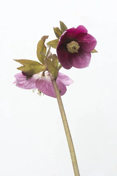 Постная Роза Helleborus Orientalis Hybrids Joan Bridges Эмсланд Нижняя Саксония — стоковое фото