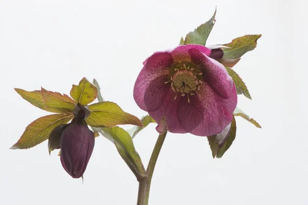 Постная Роза Helleborus Orientalis Hybrids Эмсланд Нижняя Саксония Германия Европа — стоковое фото
