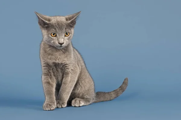 러시아푸른 고양이 — 스톡 사진