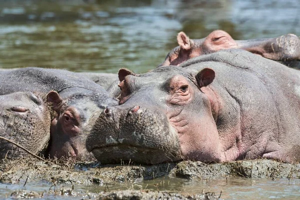 Hippos Hippopotamus Amfibus Naivasha Meer Kenia Afrika — Stockfoto