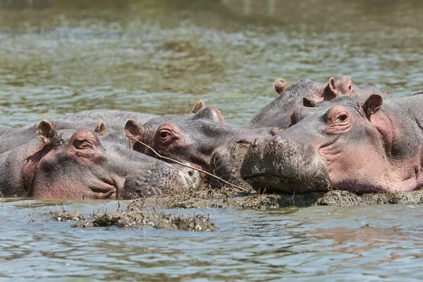 Hippos Hippopotamus Amphibius Lac Naivasha Kenya Afrique — Photo