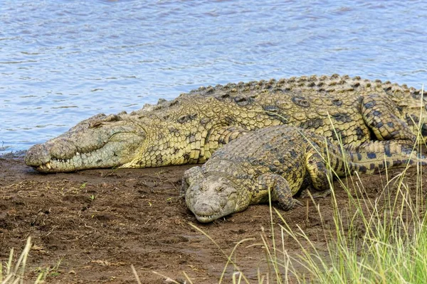 Crocodilos Nilo Crocodylus Niloticus Rio Mara Reserva Nacional Masai Mara — Fotografia de Stock