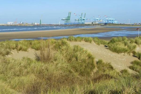 Dünen Und Hafen Zeebrugge Dahinter Zeebrugge Brügge Belgien Europa — Stockfoto