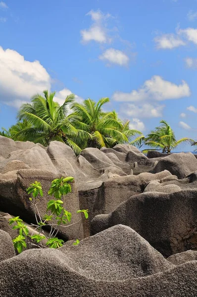Palmbomen Groeien Tussen Granieten Rotsen Digue Island Digue Inner Islands — Stockfoto