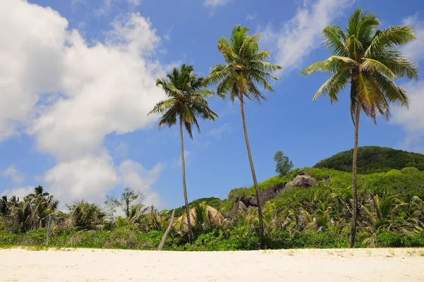 Tři Palmy Pláži Grand Anse Digue Island Digue Vnitřní Ostrovy — Stock fotografie