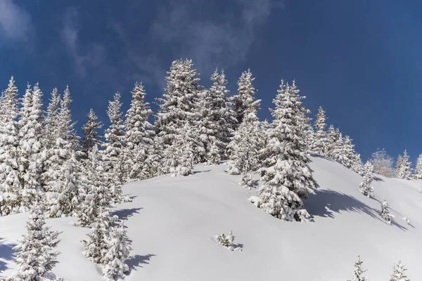 Bosque Invierno Venet Zams Tirol Austria Europa — Foto de Stock