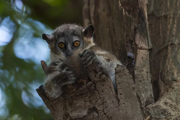 Vitfotad Portiv Lemur Lepilemur Leucopus Madagaskar Afrika — Stockfoto