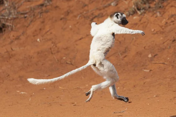 Bir Dans Eden Verreaux Nun Sifaka Veya Beyaz Sifaka Propithecus — Stok fotoğraf