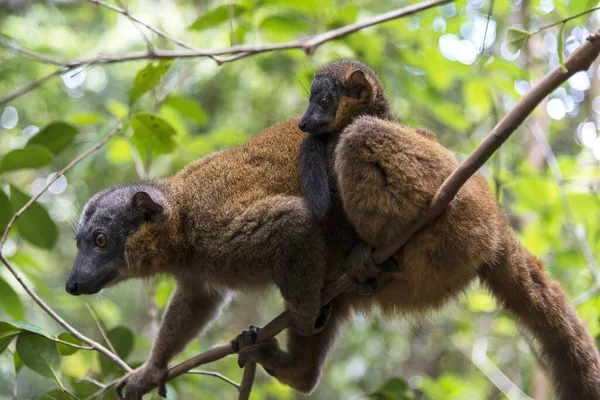 Vanlig Brun Lemur Eulemur Fulvus Med Unga Ryggen Madagaskar Afrika — Stockfoto