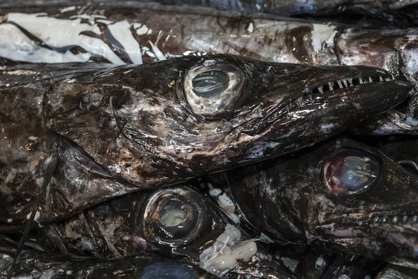 Ryby Parzystokopytne Aphanopus Carbo Targ Rybny Funchal Madera Portugalia Europa — Zdjęcie stockowe