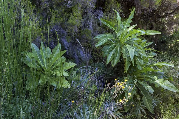 Sonchus Fruticosus Madeira Portugal Europa — Fotografia de Stock