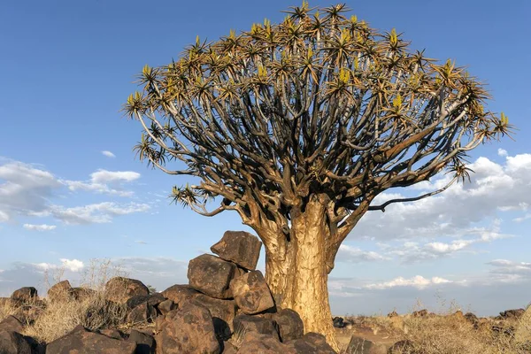 Drzewo Drgawkowe Dychotoma Aloesu Kwitnące Lesie Drzew Drgawkowych Garaspark Keetmanshoop — Zdjęcie stockowe