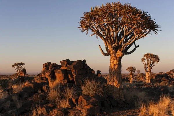 Quiver Trees Aloe Dichotoma Blooming Quiver Tree Forest Garaspark Keetmanshoop — Stock Photo, Image