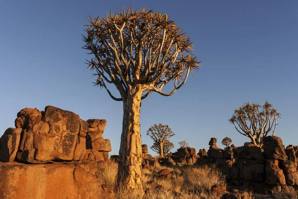 Quiver Trees Aloe Dichotoma Blooming Quiver Tree Forest Garaspark Keetmanshoop — Stock Photo, Image