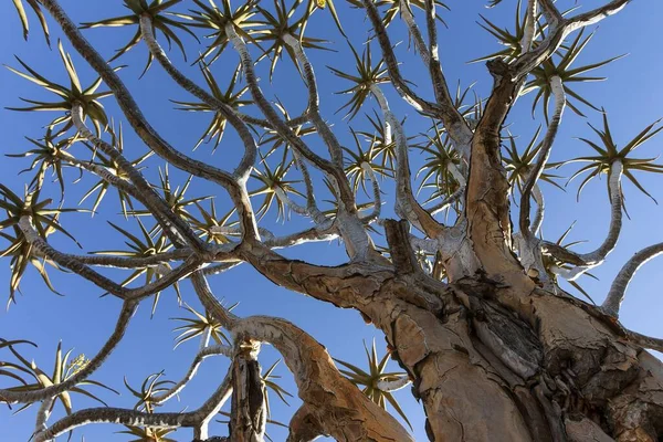 Quiver Tree Aloe Dichotoma Keetmanshoop Namibia Africa — стокове фото