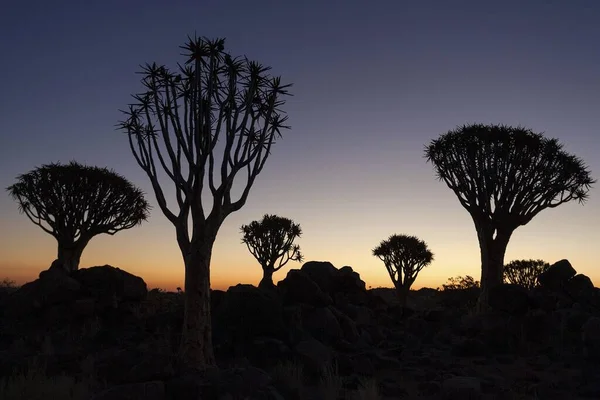 Köcherbäume Aloe Dichotoma Köcherbaumwald Silhouetten Sonnenuntergang Nahe Keetmanshoop Namibia Afrika — Stockfoto