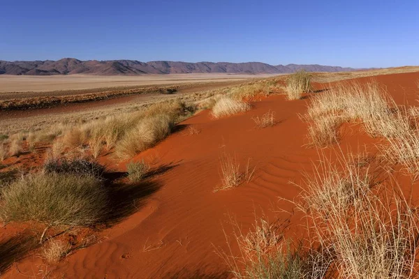 Południowe Podnóże Pustyni Namib Wydmy Kępkami Trawy Górami Tiras Światło — Zdjęcie stockowe
