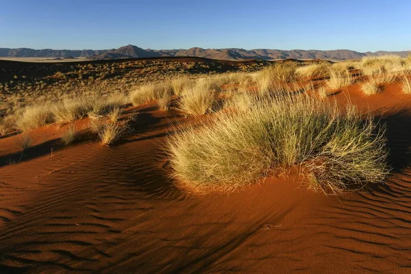 纳米布沙漠的南坡 草丛生 地拉斯山脉后面 纳米比亚 — 图库照片