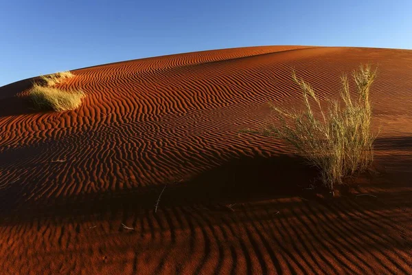 Dune Sable Avec Touffes Herbe Lumière Soir Désert Namib Namibie — Photo