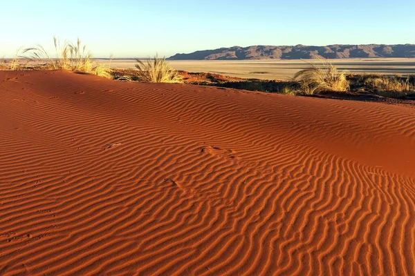 Pieds Sud Désert Namibien Dunes Sable Avec Touffes Herbe Derrière — Photo