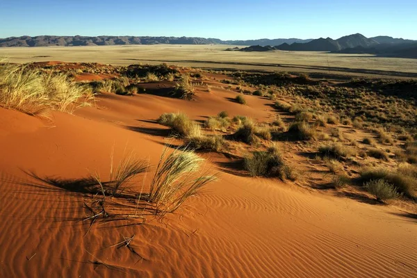 Zuidelijke Uitlopers Van Namibische Woestijn Zandduinen Met Grasduinen Achter Het — Stockfoto