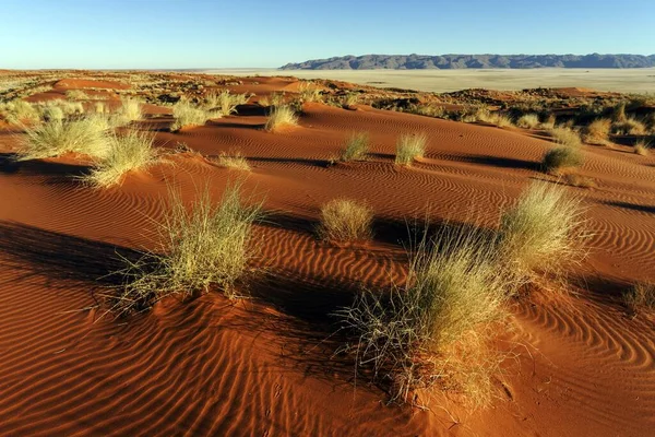 Pieds Sud Désert Namibien Dunes Sable Avec Touffes Herbe Derrière — Photo