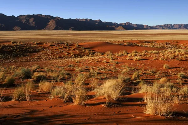 Zuidelijke Uitlopers Van Namibische Woestijn Zandduinen Met Grasduinen Achter Het — Stockfoto