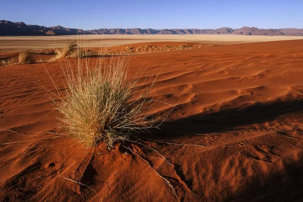 Zuidelijke Uitlopers Van Namibische Woestijn Zandduinen Met Grasduinen Achter Het — Stockfoto