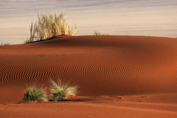 Песчаная Дюна Покрытая Пучками Травы Узоры Песке Пустыня Намиб Намибия — стоковое фото