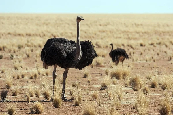 Ostriches Common Ostriches Struthio Camelus Namibia Africa — Stock Photo, Image