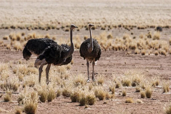 Ostriches Common Ostriches Struthio Camelus Namibia Africa — Stock Photo, Image