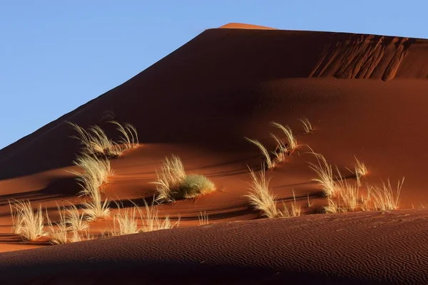 Zandduin Bedekt Met Grasduinen Avondlicht Namibische Woestijn Namibië Afrika — Stockfoto