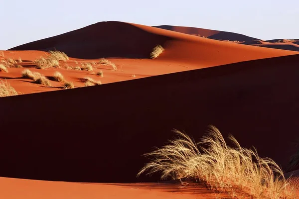 Homokdűne Fűcsomókkal Borítva Esti Fény Namib Sivatag Namíbia Afrika — Stock Fotó
