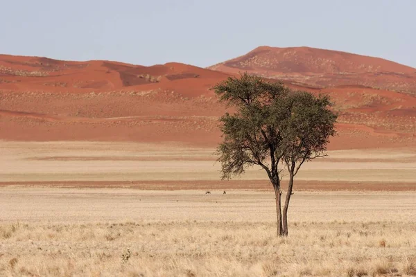 Camel Thorn Tree Vachellia Erioloba Dans Steppe Herbeuse Dunes Désert — Photo