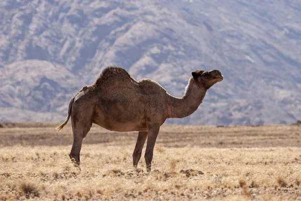 Camel Dromadaire Camelus Dromedarius Dans Steppe Herbeuse Près Solitaire Namibie — Photo