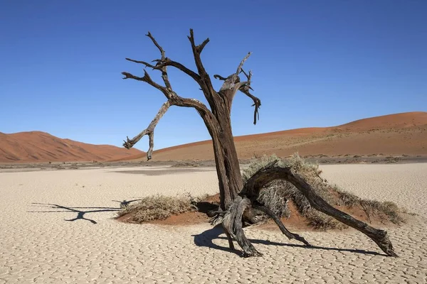 Dode Kamelendoornboom Vachellia Erioloba Verborgen Vlei Zout Kleipan Namibische Woestijn — Stockfoto