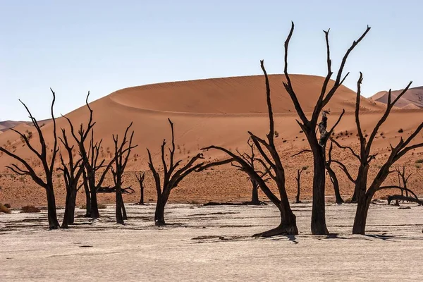 Dode Kamelendoornbomen Vachellia Erioloba Zandduin Dode Vlei Sossusvlei Namibische Woestijn — Stockfoto