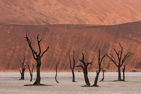 Martwe Drzewa Cierniste Wielbłąda Vachellia Erioloba Wydmy Martwe Vlei Sossusvlei — Zdjęcie stockowe