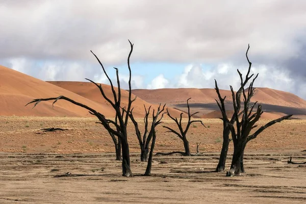 Martwe Drzewa Cierniste Wielbłąda Vachellia Erioloba Wydmy Martwe Vlei Sossusvlei — Zdjęcie stockowe