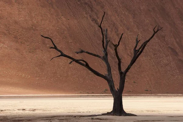 Ölü Deve Dikeni Ağacı Vachellia Erioloba Kum Tepeciği Ölü Vlei — Stok fotoğraf