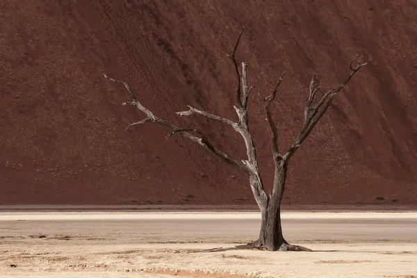 Ölü Deve Dikeni Ağacı Vachellia Erioloba Kum Tepeciği Ölü Vlei — Stok fotoğraf