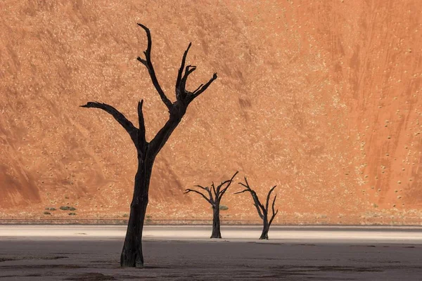 Dode Kamelendoornbomen Vachellia Erioloba Zandduin Dode Vlei Sossusvlei Namibische Woestijn — Stockfoto