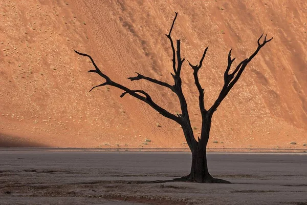 Dode Kamelendoornboom Vachellia Erioloba Zandduin Dode Vlei Sossusvlei Namibische Woestijn — Stockfoto