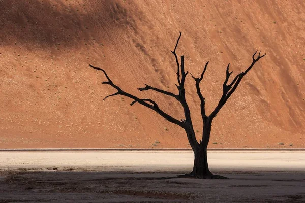 Martwe Drzewo Cierniowe Wielbłąda Vachellia Erioloba Wydma Piaszczysta Martwa Vlei — Zdjęcie stockowe